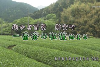 街かど百景：新宮町一番茶の収穫始まる