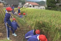 南小学校　稲刈り体験