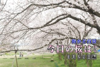 今日の桜は？　3月29日編　小山公園