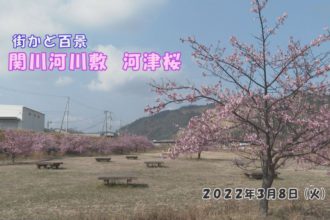 街かど百景：関川河川敷　河津桜
