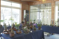 赤石山草会　春の山野草展 苔玉教室
