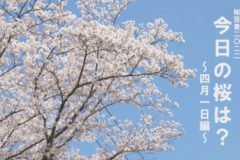 桜百景2022 今日の桜は？～4月1日編～
