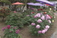 吉祥院宅善寺でボタンが見頃
