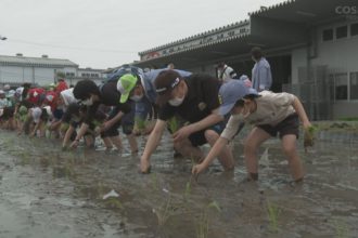 第１８回 四国中央市学校給食米田植え体験会