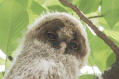 寒川小学校に迷子のフクロウ