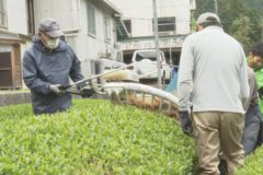 新宮町 一番茶の収穫始まる