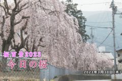 桜百景2023　今日の桜（石戸八幡神社・江之元漁港）