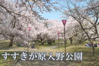 お花見・ドライブに！四国中央市の絶景桜ガイド【2023年最新情報も】