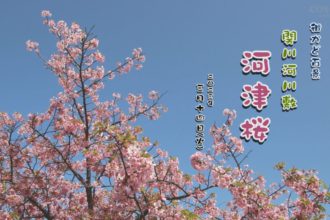 街かど：関川河川敷　河津桜