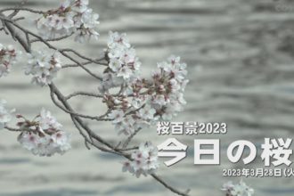 桜百景2023　今日の桜（川滝公民館・森と湖畔の公園）