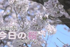 桜百景2023 今日の桜(具定展望台までの道・具定展望台)