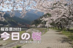 桜百景2023　今日の桜(金砂湖畔公園)