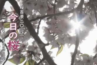 桜百景2023　今日の桜(城山公園・向山公園・三島公園)