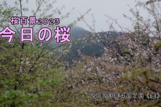 桜百景2023 今日の桜（すすきが原公園）
