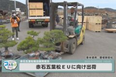 赤石五葉松ＥＵに向け出荷