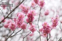 街かど：平家伝説が残る切山にひっそりと咲く梅