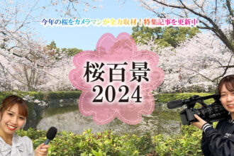 取材スタッフが紹介！四国中央市の桜百景2024