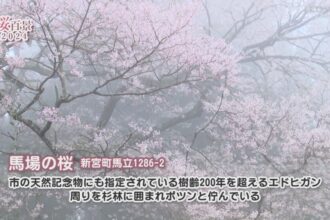 【桜百景2024】馬場の桜
