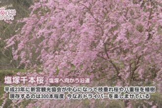 【桜百景2024】塩塚千本桜