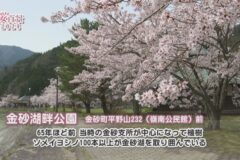 【桜百景2024】金砂湖畔公園