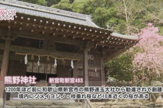 【桜百景2024】熊野神社