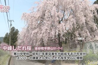 【桜百景2024】中峰のしだれ桜