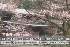 【桜百景2024】三角寺