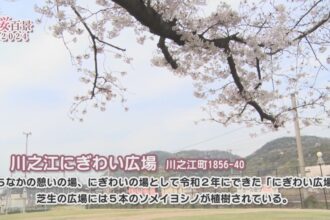 【桜百景2024】川之江にぎわい広場