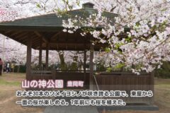 【桜百景2024】山の神公園