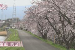 【桜百景2024】金生川河口桜並木