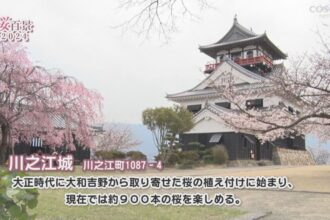 【桜百景2024】川之江城