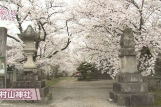【桜百景2024】村山神社