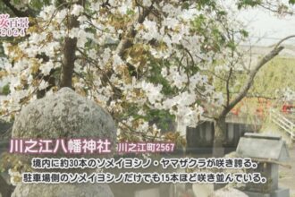 【桜百景2024】川之江八幡神社