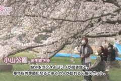 【桜百景2024】小山公園