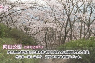 【桜百景2024】向山公園