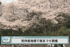 市内各地域で桜まつり開催
