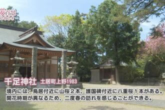 【桜百景2024】千足神社