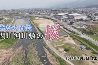 空から百景　2024関川河川敷の桜