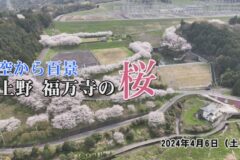 空から百景　2024上野福万寺の桜