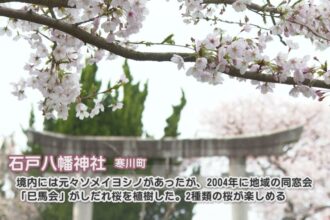 【桜百景2024】石戸八幡神社