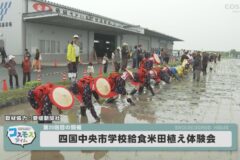 学校給食米　田植え体験会