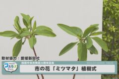市の花「ミツマタ」植樹式