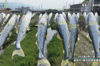 金生川に鮎のぼり 金生川に鮎のぼり