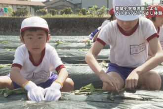 豊岡小学校さつまいものつるさし体験 豊岡小学校さつまいものつるさし体験