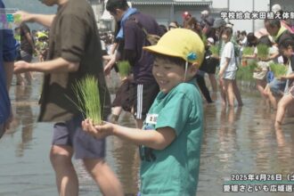 四国中央市学校給食米田植え体験会 四国中央市学校給食米田植え体験会
