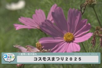 コスモスまつり2025 コスモスまつり2025