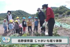 北野保育園 ジャガイモ掘り