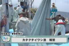 カタクチイワシ漁解禁