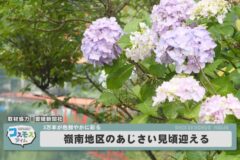 嶺南地区のあじさい見頃迎える