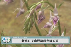 新宮町で山野草咲きほこる